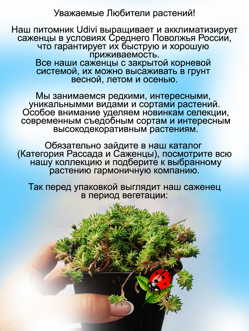 Седум испанский