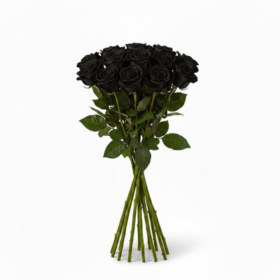Роза "Эквадор" черная