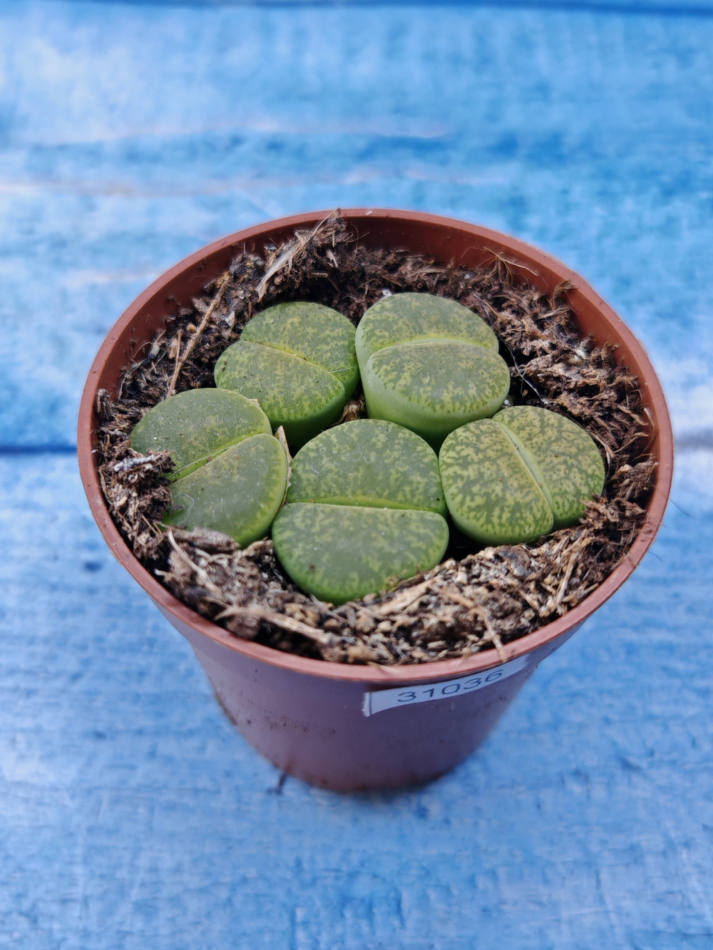 Lithops sp. (Литопсы)