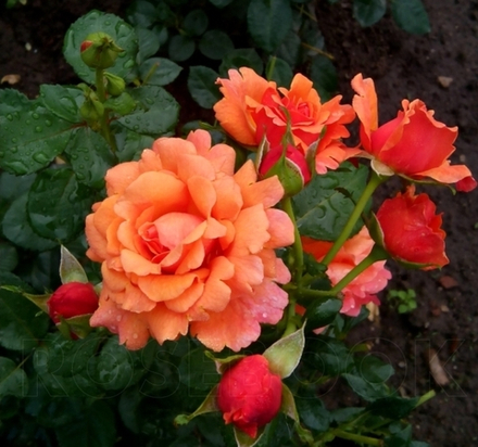 РОЗА ИЗИ ДАЗ ИТ