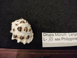 Друпа Морум