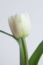 Монобукет Тюльпаны