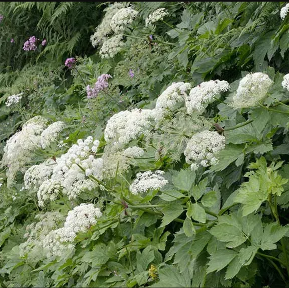 Горичник настурциевый. Peucedanum ostruthium.