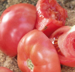 Розализа F1 семена томата детерминантного (Seminis / Семинис)