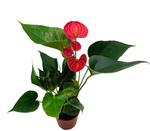 Антуриум Андрианум Красный