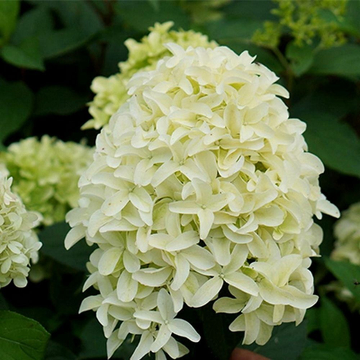 Гортензия метельчатая "Скайфол" 7,5л