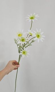 Хризантема/Гербера/Скабиоза