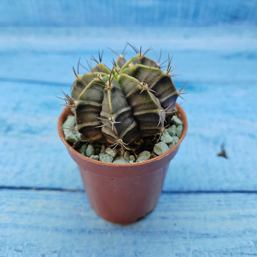Gymnocalycium Friedrichii (Гимнокалициум)