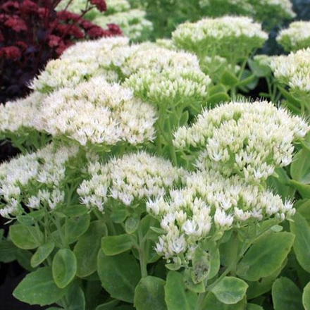 Седум видный  "Stardust". Sedum spectabile "Stardust".