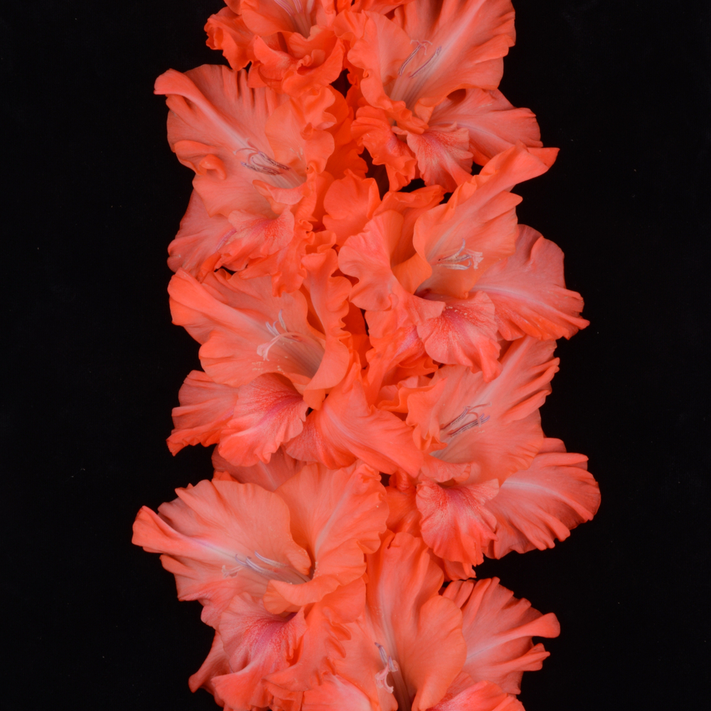 Гладиолус крупноцветковый Солист