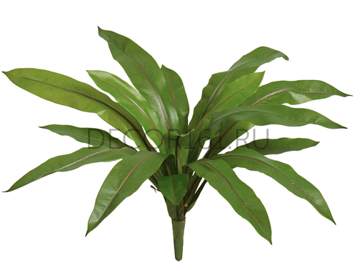 Асплениум узколистный в-30 см, д-60 см 6/72 20.1022N