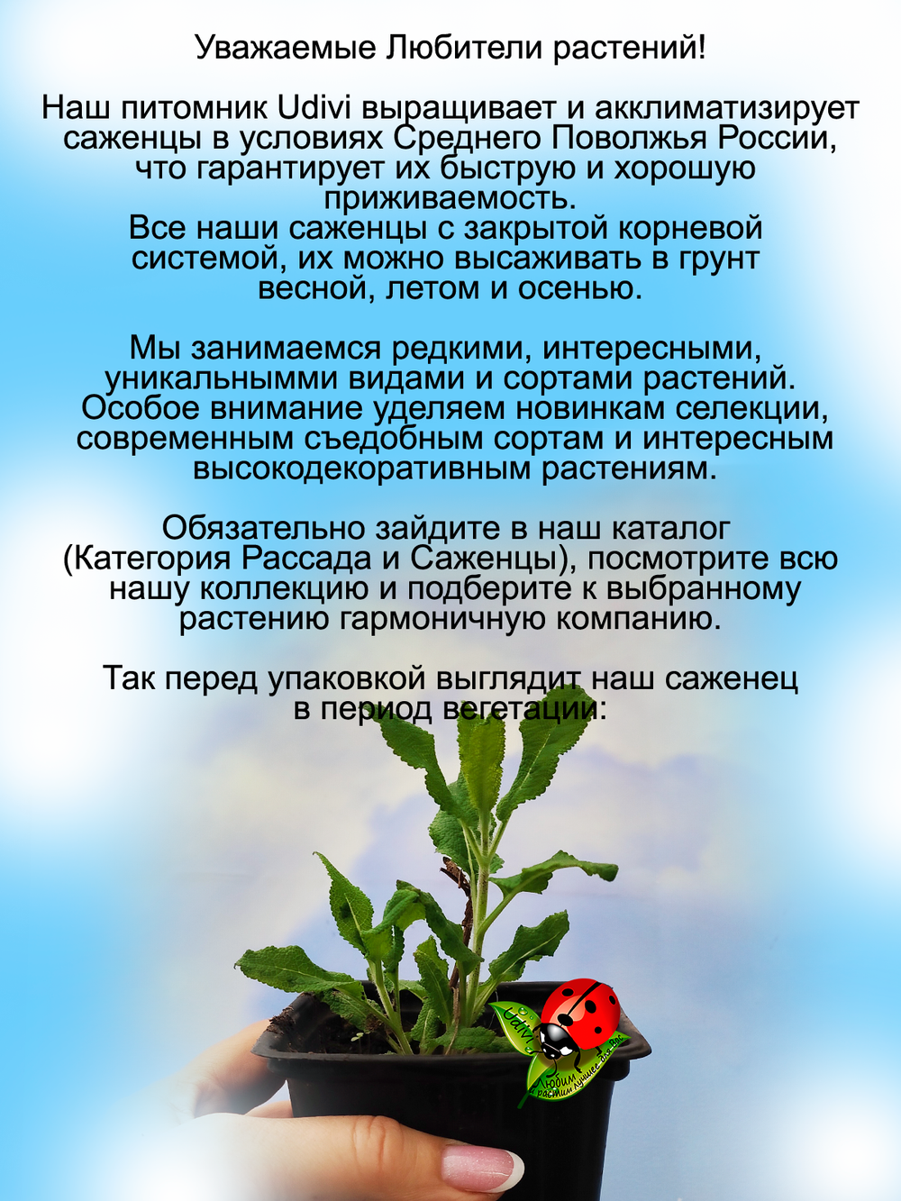 Шалфей Вест Фрисланд Сальвия многолетний