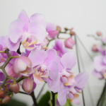 Готовый флорариум с нежной орхидеей Капля XL