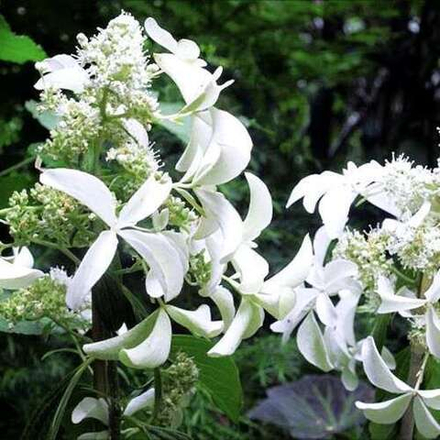 Гортензия метельчатая "Great Star"