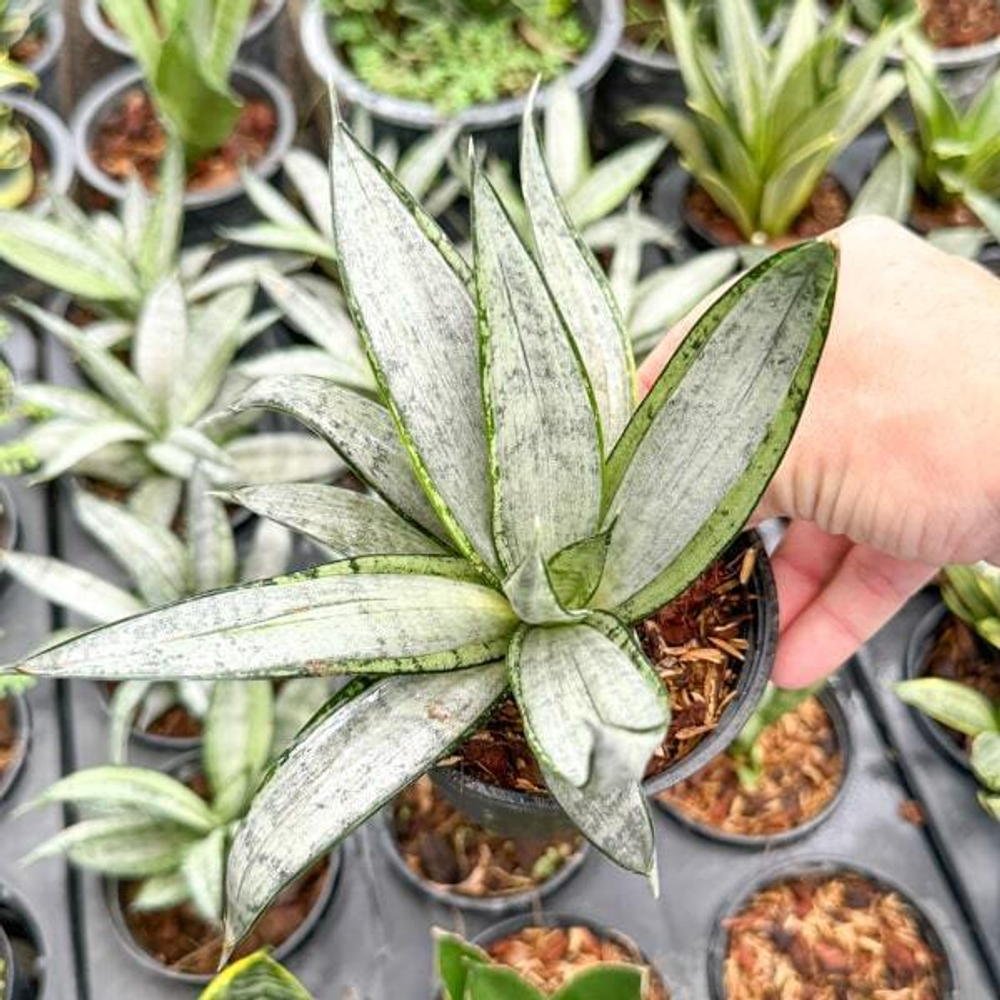 Сансевиерия STARBUSH