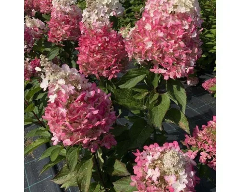 Краса Лесково