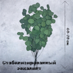 Эвкалипт стабилизированный популус зеленый