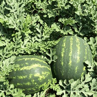 Арбуз Маристо F1 1000 (семян)