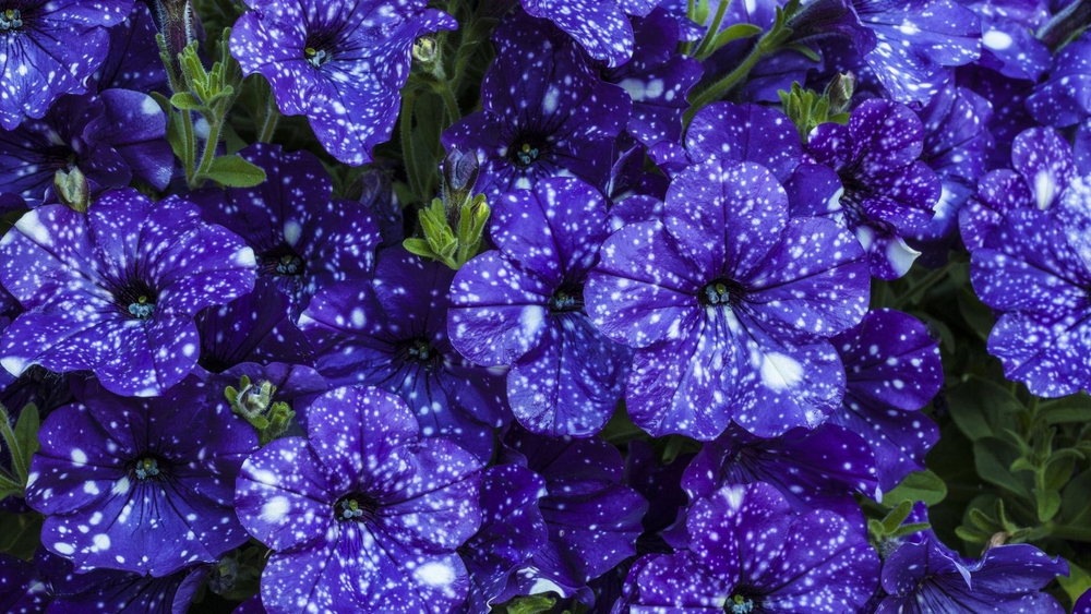Петуния Startunia Blue. ОКС укорененный черенок. Под заказ