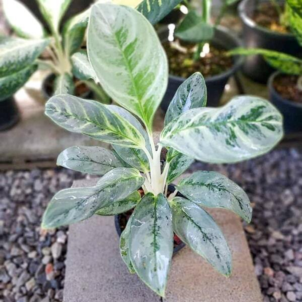 Аглаонема IKKYUSAN