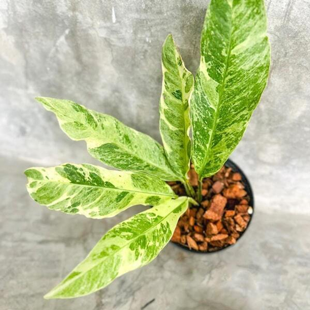 Рафидофора FORAMINIFERA MARBLE VAR