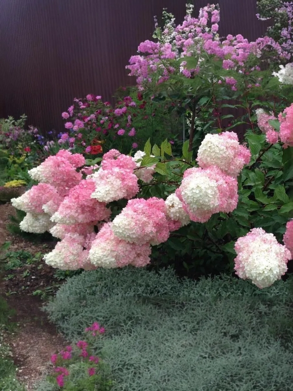 Гортензия метельчатая Ванилла Фрайз