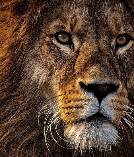 Lion, свеча Africa collection, Ladenac Milano