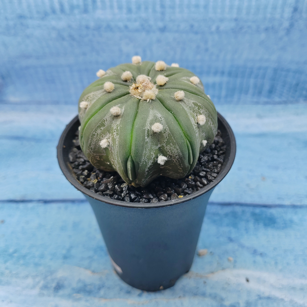 Astrophytum Asterias (Астрофитум)