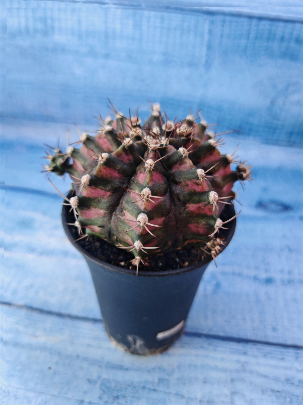 Gymnocalycium T-Rex Pink hybride (Гимнокалициум T-rex)