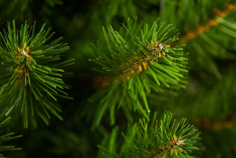 Ель Альпийская 90см в мешочке зеленая Triumph Tree