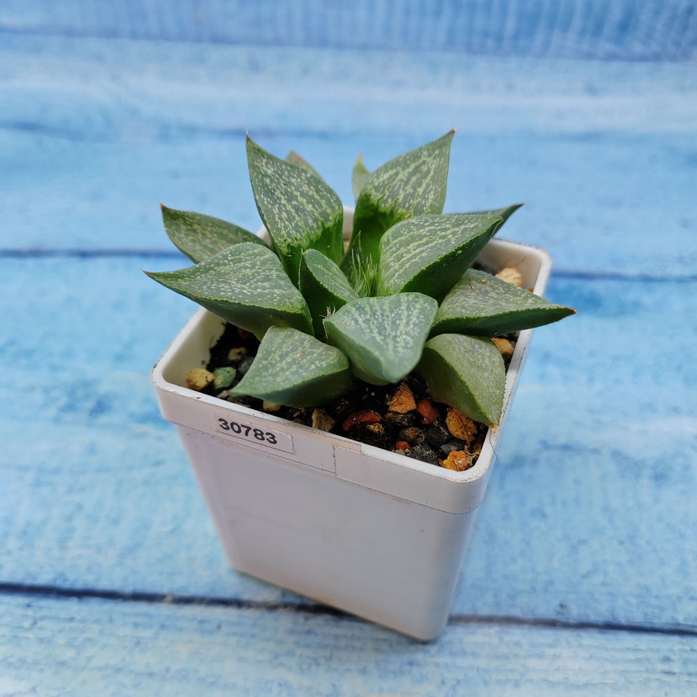 Haworthia Comptoniana Hybride hybrid (Хавортия)