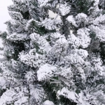 Ёлка «Снежные огни» 210 см, ПВХ с белым напылением 310 ламп LED (1222 ветки)