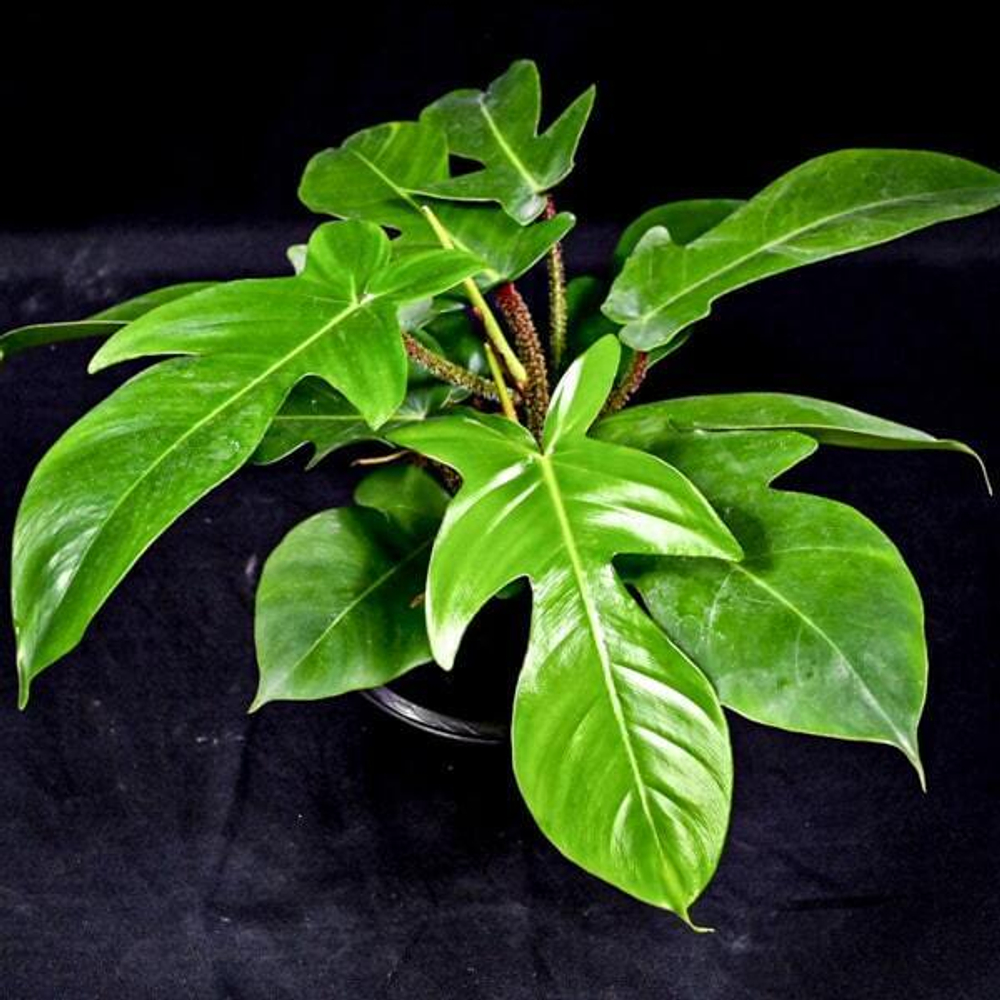 Филодендрон SQUAMIFERUM