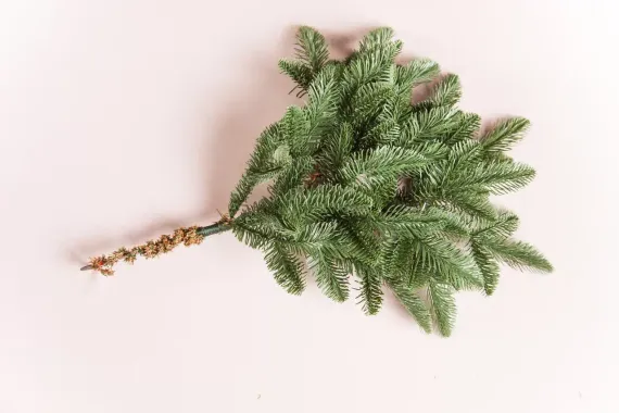 Елка Нормандия 185 см., 100% литая хвоя, Triumph Tree (72080)