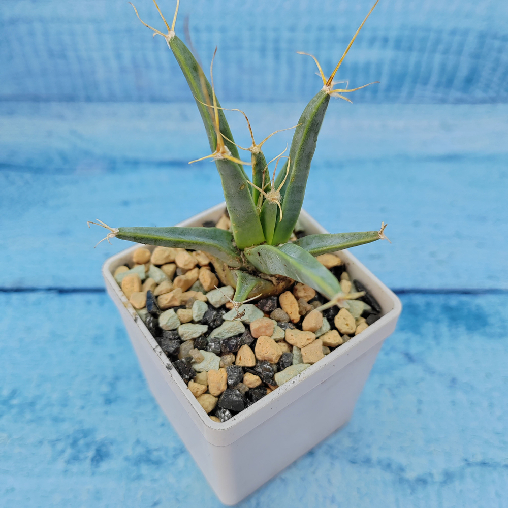 Leuchtenbergia Principis (Лейхтенбергия)