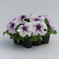 Петуния грандифлора Призм Блекберри Сандай (1000др) Витагрин Профи