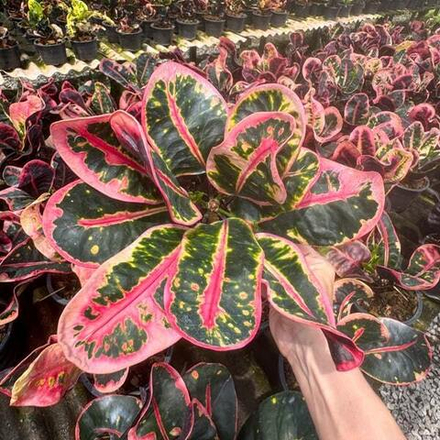 Кротон CHOK UDOMSAP