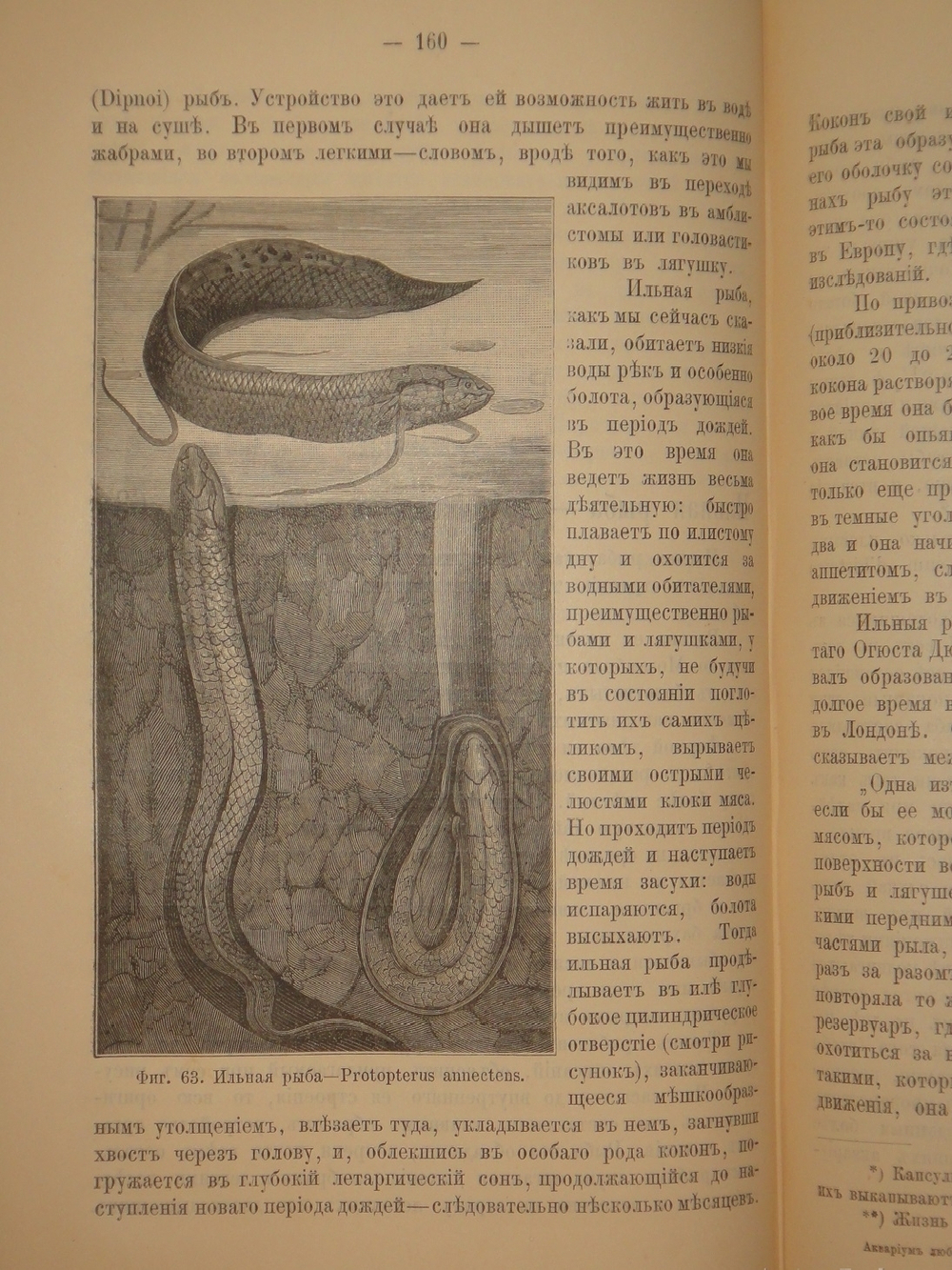 "Аквариум любителя. Подробное описание флоры и фауны аквариума, устройство аквариума, уход за ним и пр.". Н.Ф.Золотницкий. 1890г.