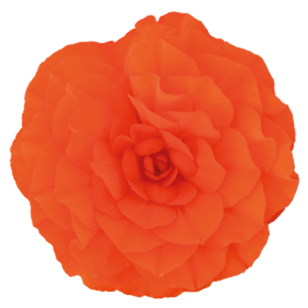 Бегония клубневая Нонстоп Оранж (50шт) Витагрин Профи