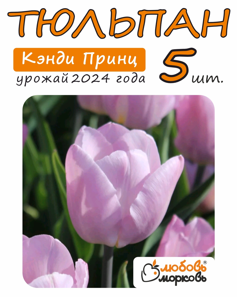Тюльпан Луковица, Кэнди Принц, 5шт