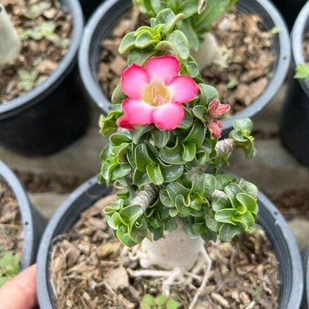 Адениум DHA KHAO HIN ZON (KHZ) корнесобственный