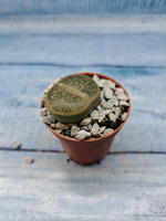 Lithops sp. (Литопсы)