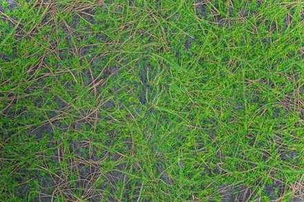 Коврик мха на войлоке 026, 1*1 м (с веточками)