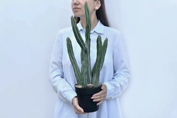 Кактус Султан 51см