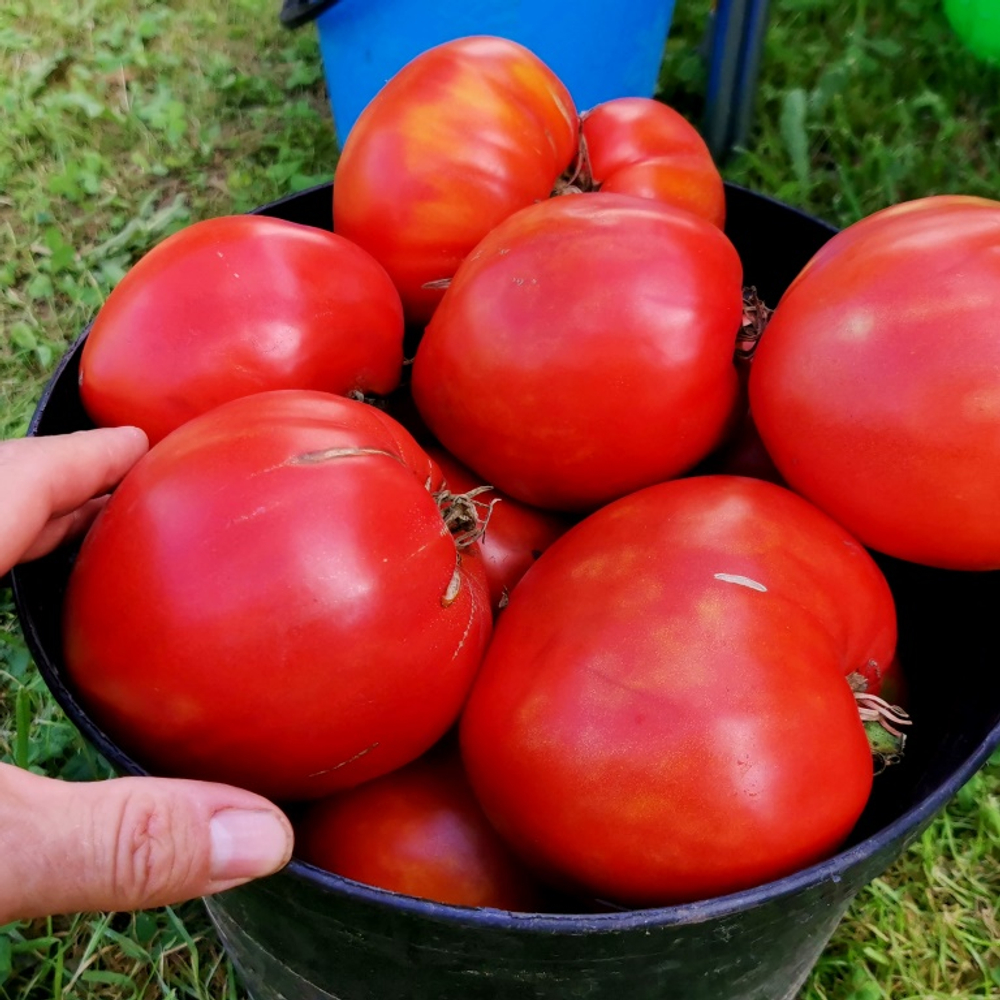 Помидоры - Второе Красное Сердце Быка