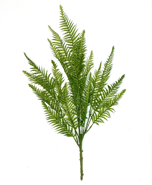 Папоротник остролистный куст 75 см