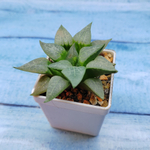 Haworthia Comptoniana Hybride hybrid (Хавортия)