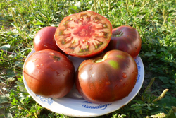 Помидоры – Фермерский Чёрный