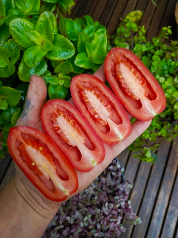 Сан Марцано (San Marzano) сорт томата