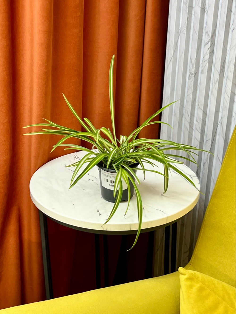 Хлорофитум пестрый, D9см Н15см, 1шт, Urban Jungle